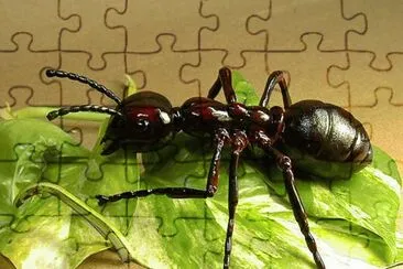 Hormiga (Formicidae) jigsaw puzzle