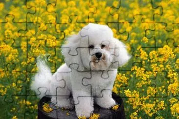 פאזל של bichon frisÃ©