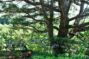 Fig tree Kirstenbosch