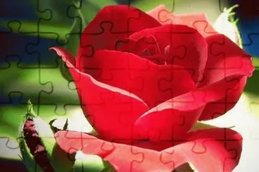 Rosa jigsaw puzzle