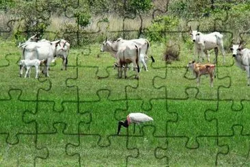 Pastagem jigsaw puzzle