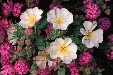 Dune Primrose and Sand Verbena jigsaw puzzle