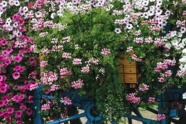 Colorful Flower Cart