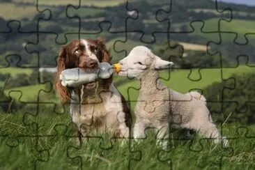 perro alimentando a un corderito