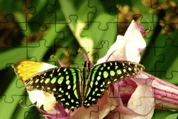 פאזל של Beatiful Butterfly