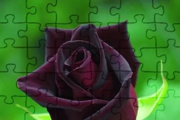 Rosa Negra jigsaw puzzle