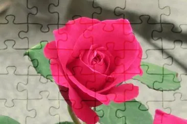 פאזל של rose