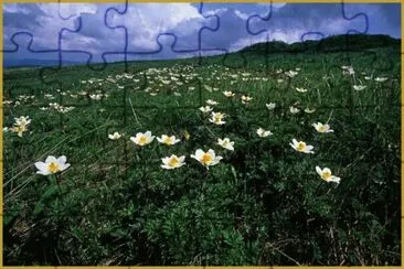 anemone jigsaw puzzle