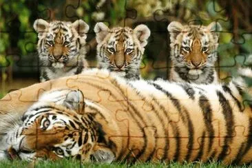 Siberian_Tigers