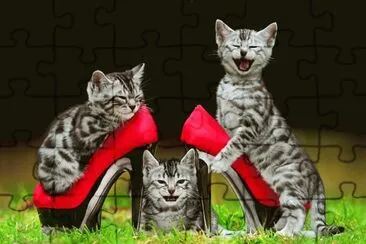 los gatos mas bellos vistos c: