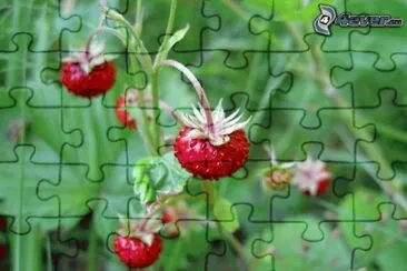 fraises des bois jigsaw puzzle