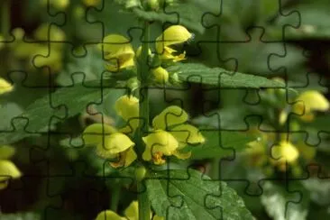 ortie jaune jigsaw puzzle