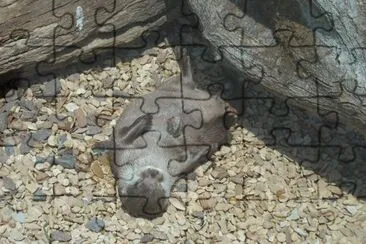 Otter 2 jigsaw puzzle