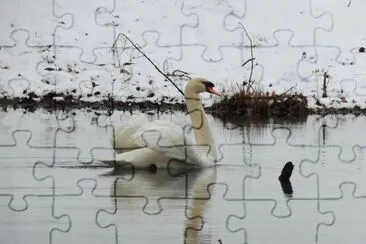 Swan on Snowday