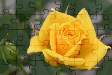 Rosa Amarela jigsaw puzzle