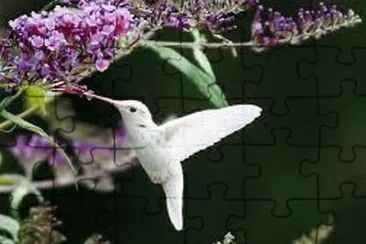 Beija Flor Branca jigsaw puzzle