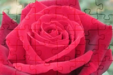 פאזל של rose