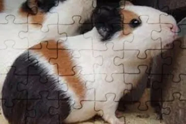 Coelho jigsaw puzzle