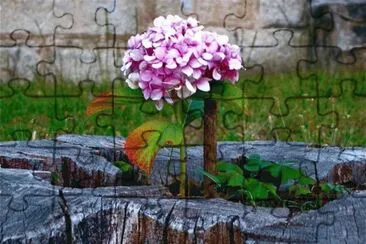 Hortensia solitaria jigsaw puzzle