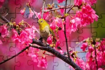 Bird in Springtime