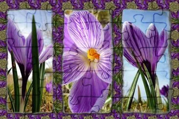 purple crocus tryptich jigsaw puzzle