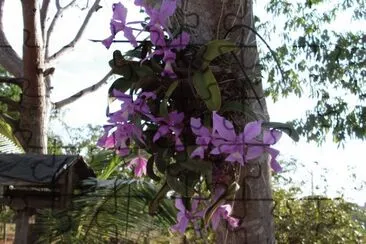 orquideas