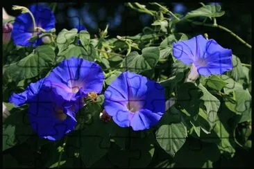 fleurs: ipomoea