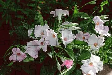 fleurs: Dipladenia Alice du Pont