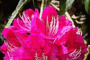 Red Rhodedendron