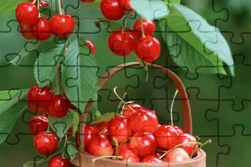 Cherries