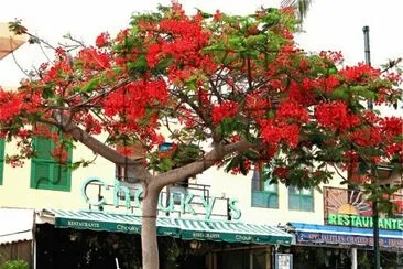 Un FlamboyÃ¡n en Tenerife jigsaw puzzle