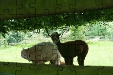 Alpacas jigsaw puzzle