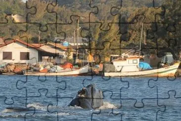 Baleia nas Margens do Canal - Laguna -SC jigsaw puzzle