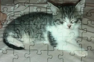 my little indian cat jigsaw puzzle