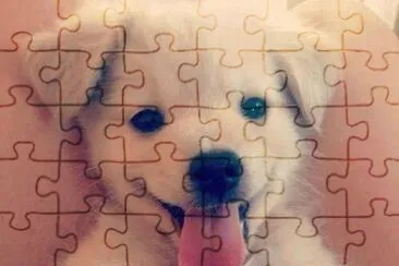 dog jigsaw puzzle