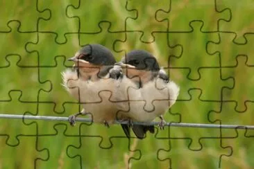 Baby Barn Swallows jigsaw puzzle