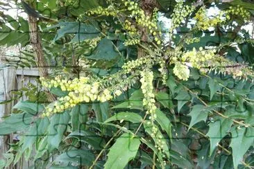 mahonia jigsaw puzzle