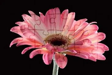 פאזל של gerbera