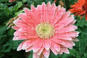 gerbera