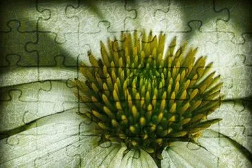 White Echinacea Damas jigsaw puzzle