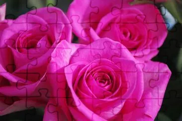 Pink Rose jigsaw puzzle