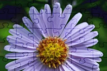 aster