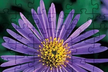 aster