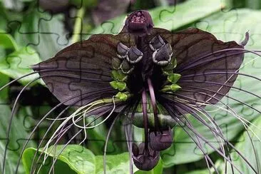 Flor exotica