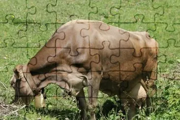 mm jigsaw puzzle