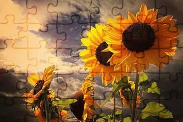 girasoli jigsaw puzzle