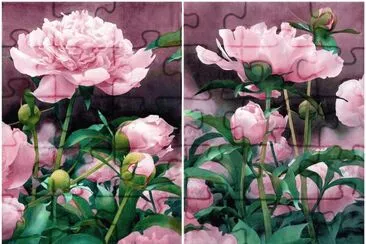 Peonies