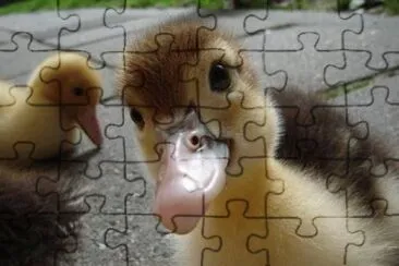 g jigsaw puzzle