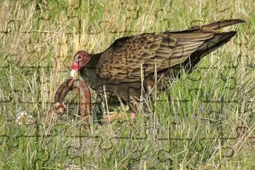 Buzzard