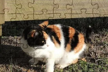 Calico Cat